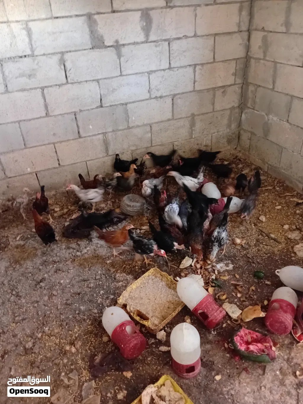 فراخات للليع