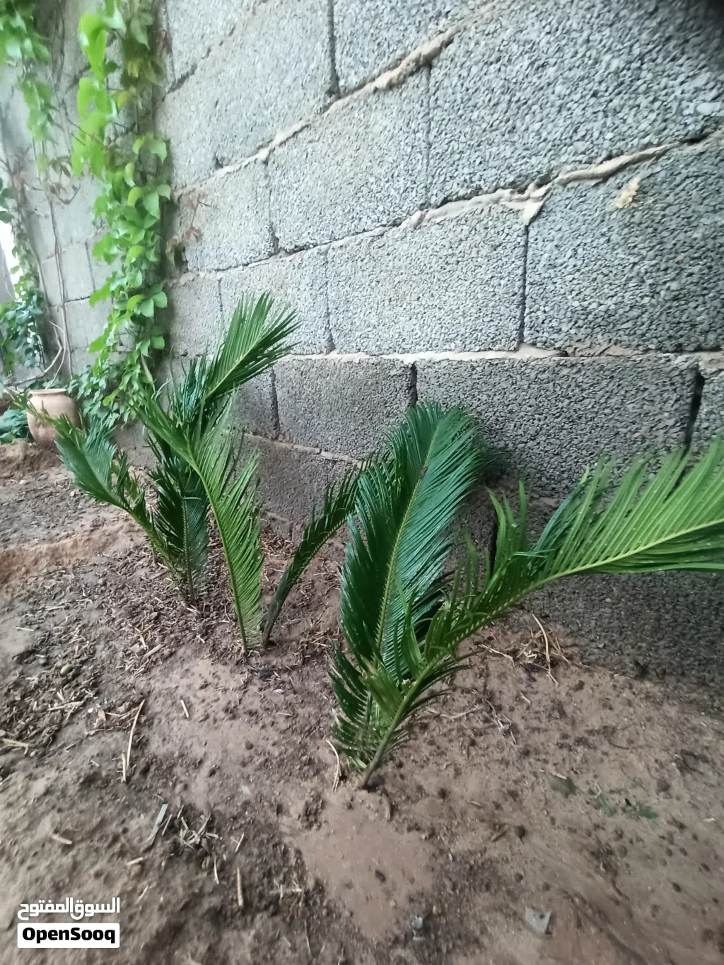 شجرة ملكية