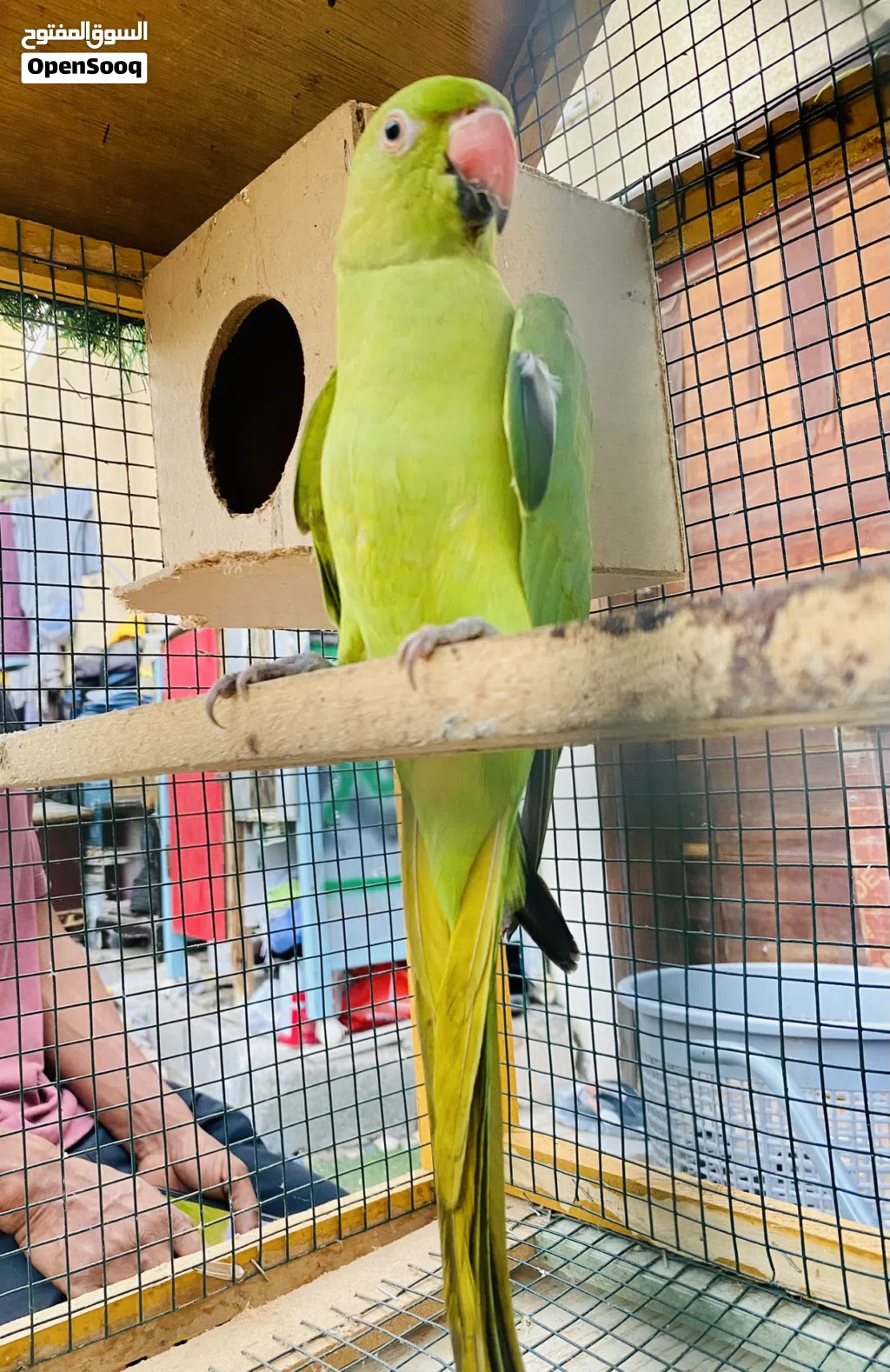 Indian Ringneck parrot