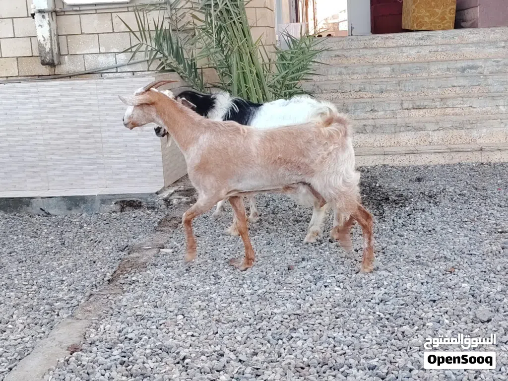 غنم للبيع اقرا الوصف تحت لايفوتك