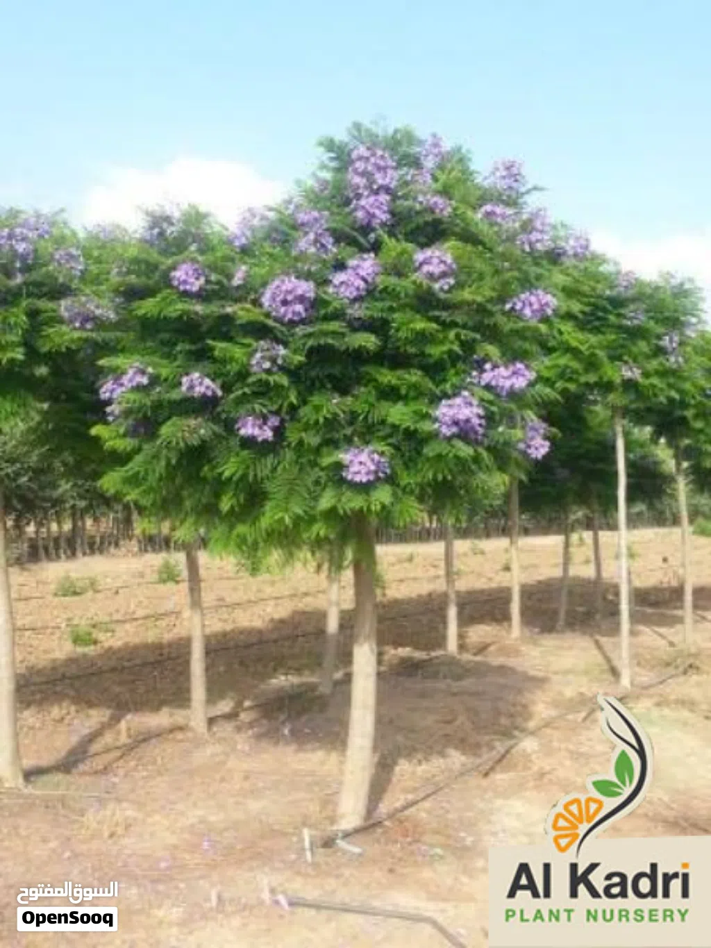اشجار جقرندا للبيع