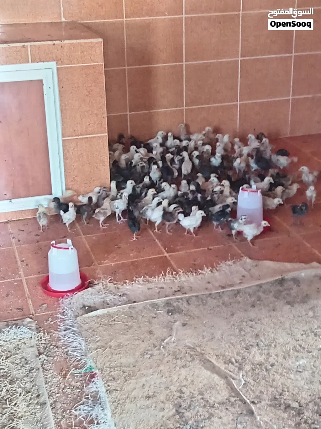 صيصان فرنسي عمان