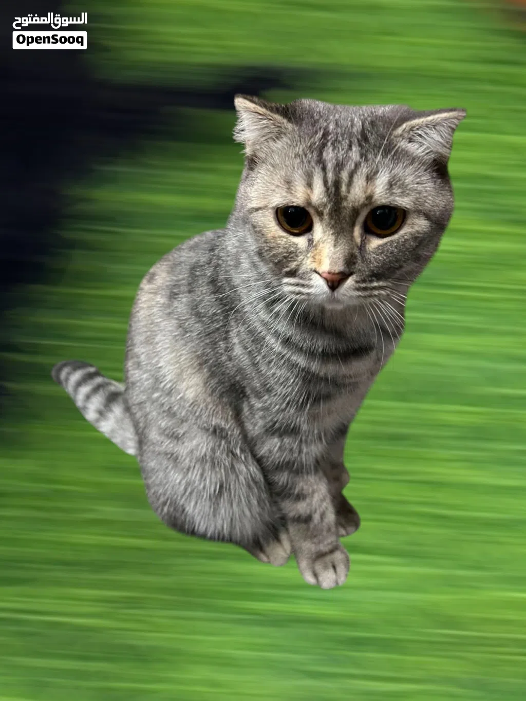 قطط سكوتش فولد