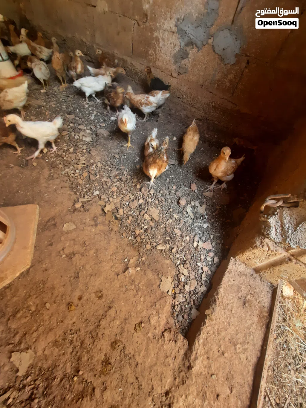 صوص لوهمن وبلدي