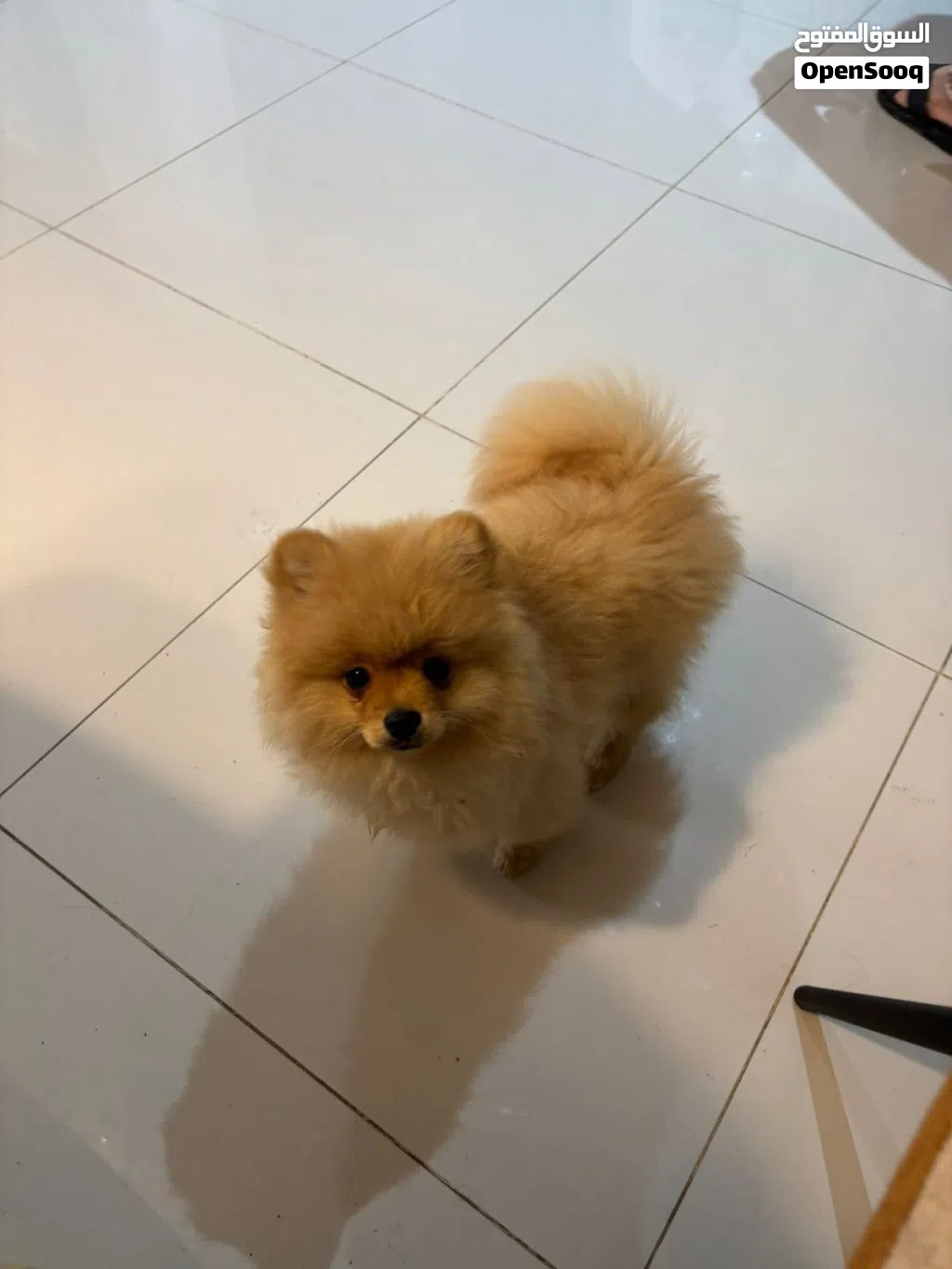 Pure Breed Pomeranian Puppies