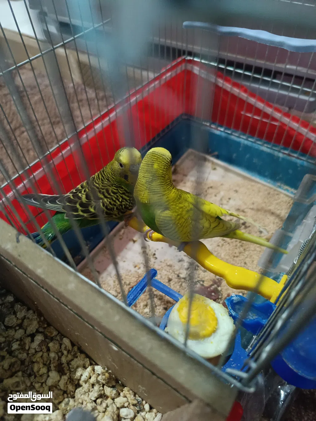 طيور ااااا