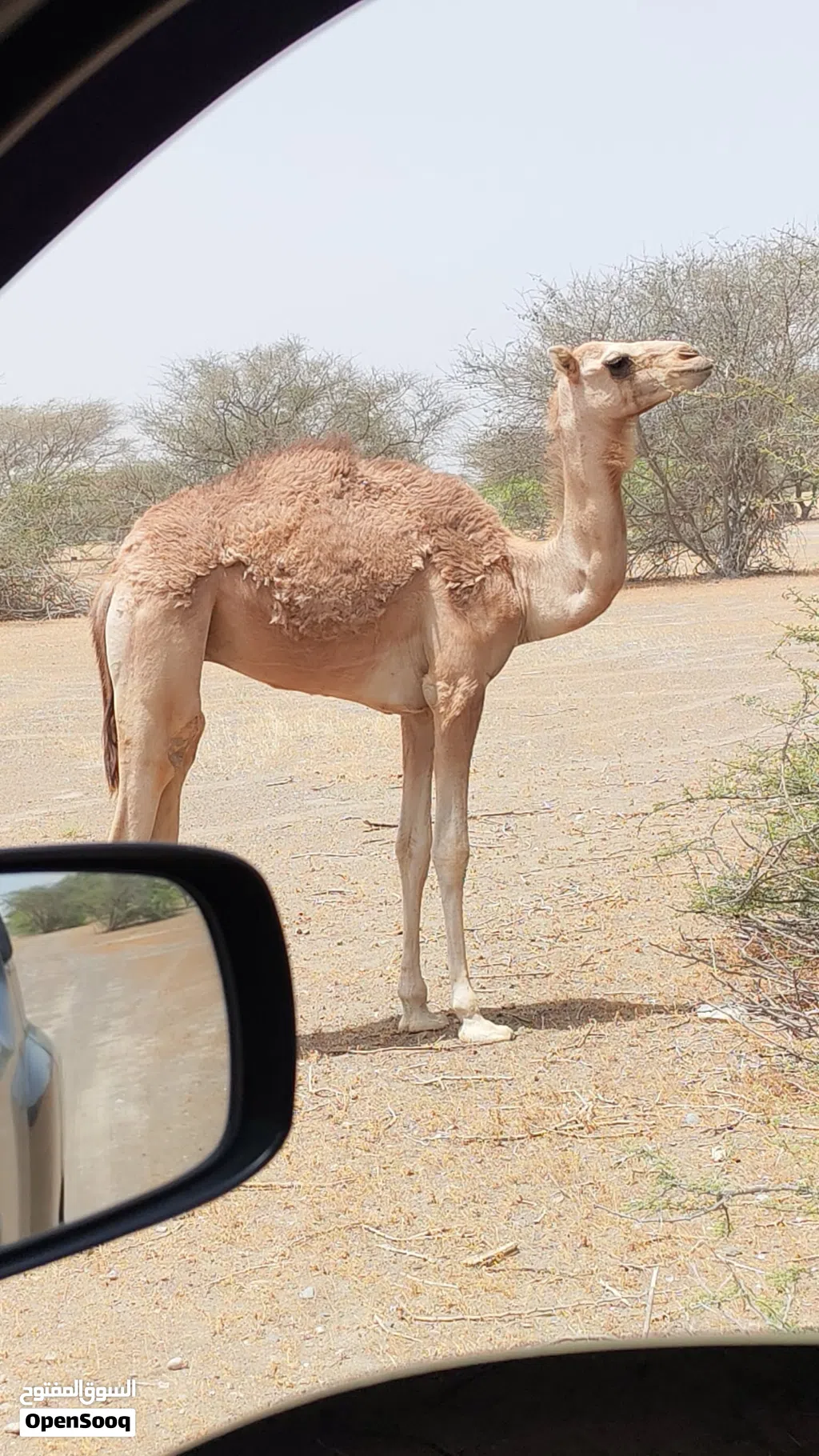 للبيع قعود سليم من كل عذاريب