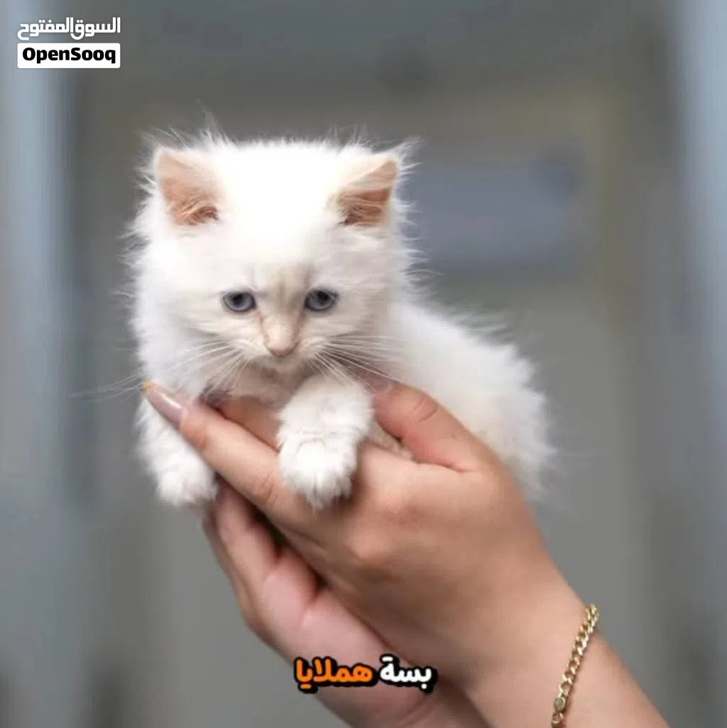 اغتنم الفرصة...الفرصه لن تتكرر على اسعار القطط ومستلزماتها