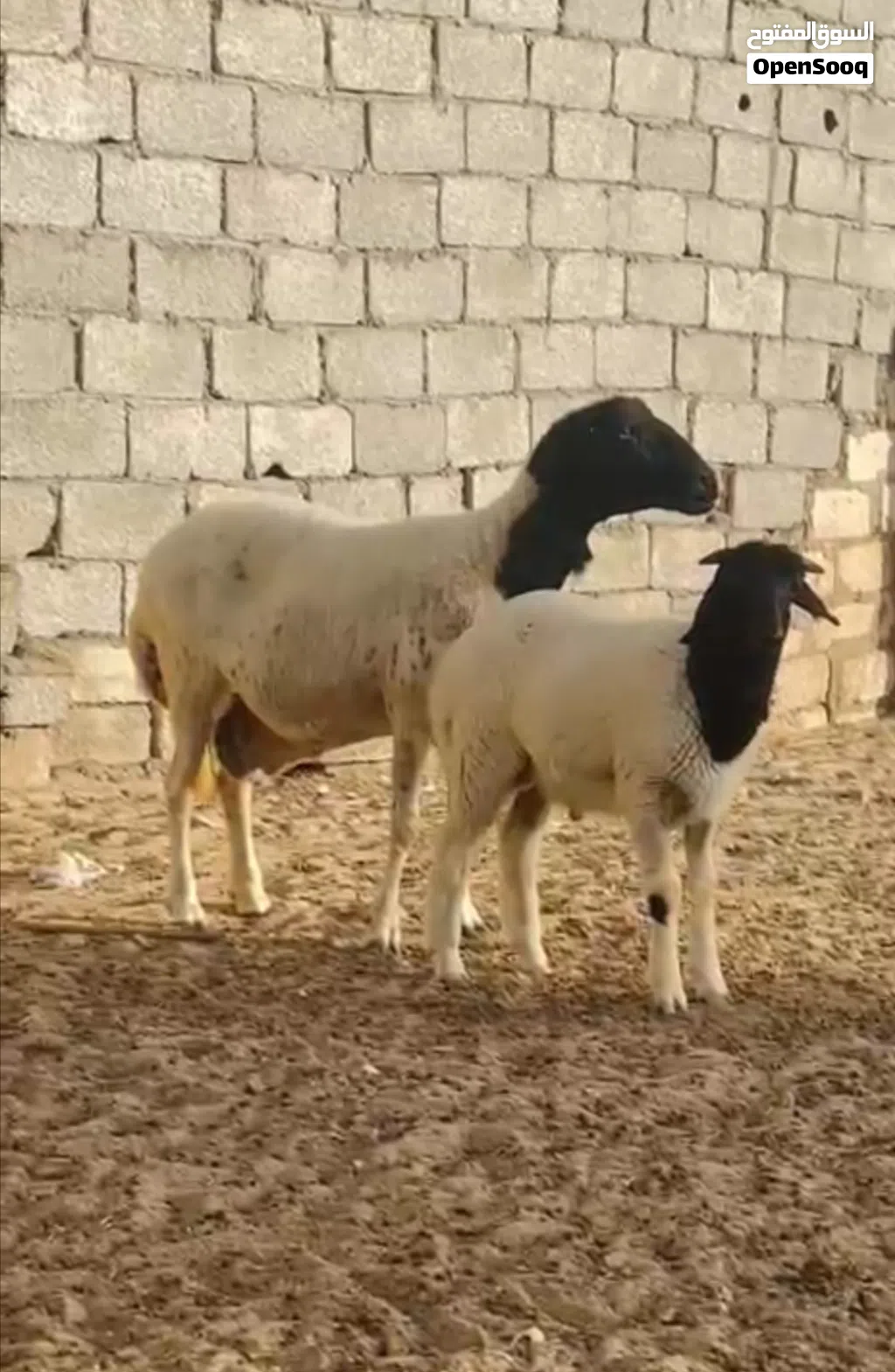 نعجه والده