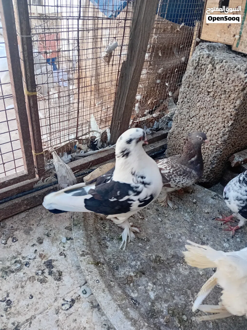 لي البيع او البدل باناث شمسيات مجموعه من الحمام