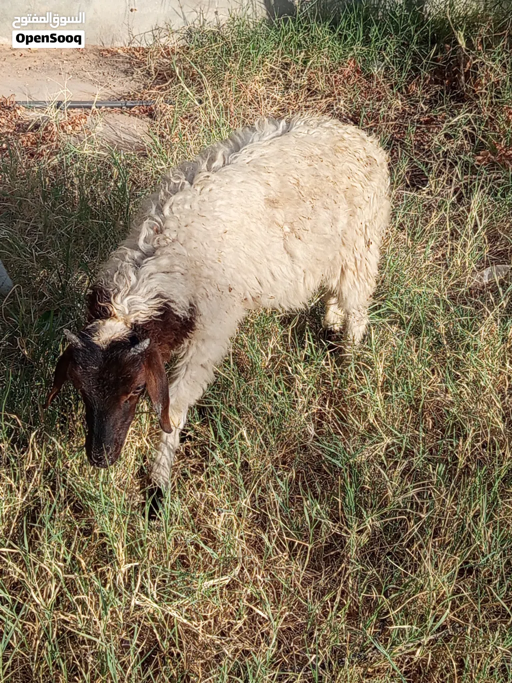 خروف ربي يبارك