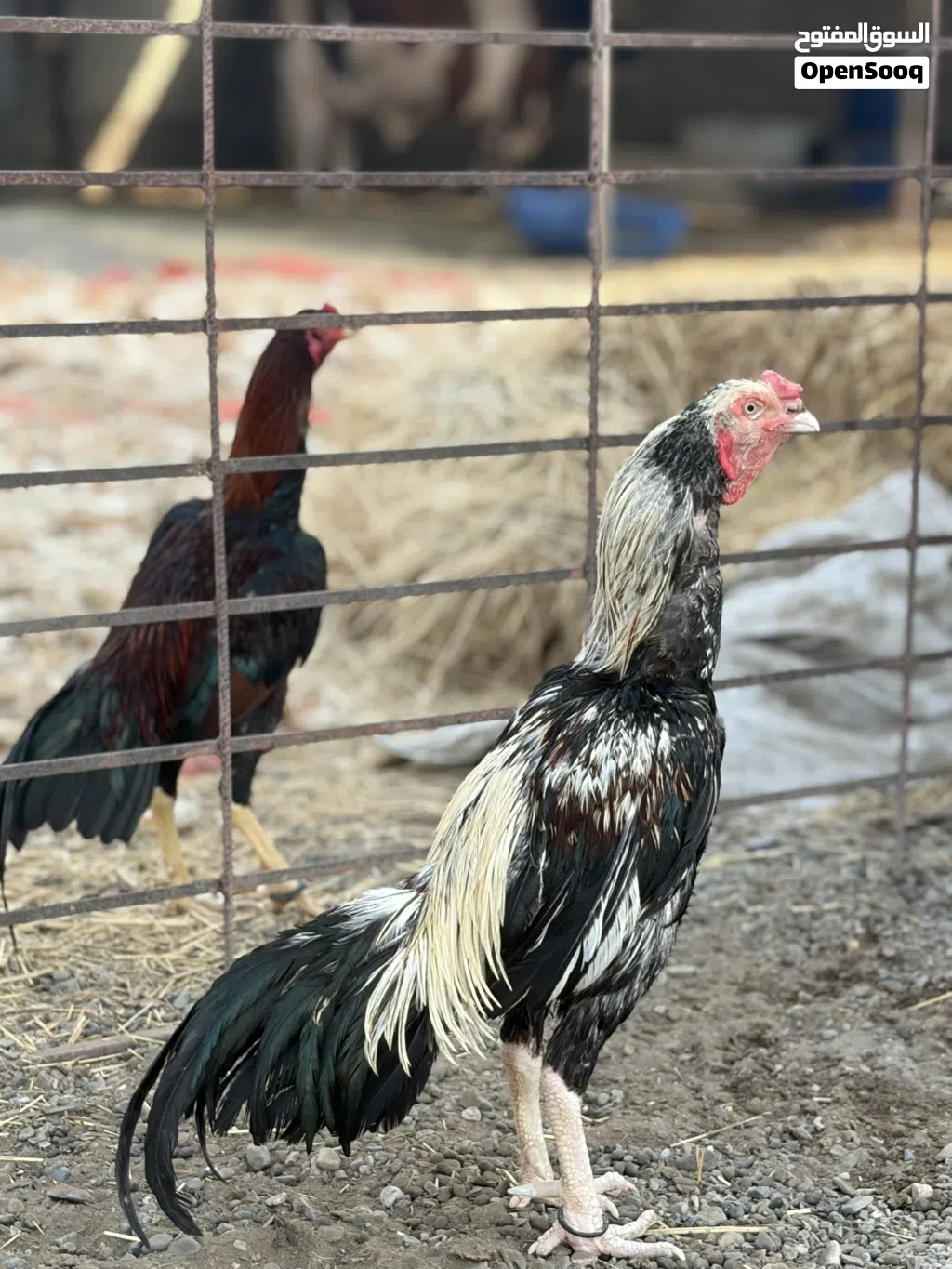 الوصف مهم للبيع الطير الجاوا ع 30