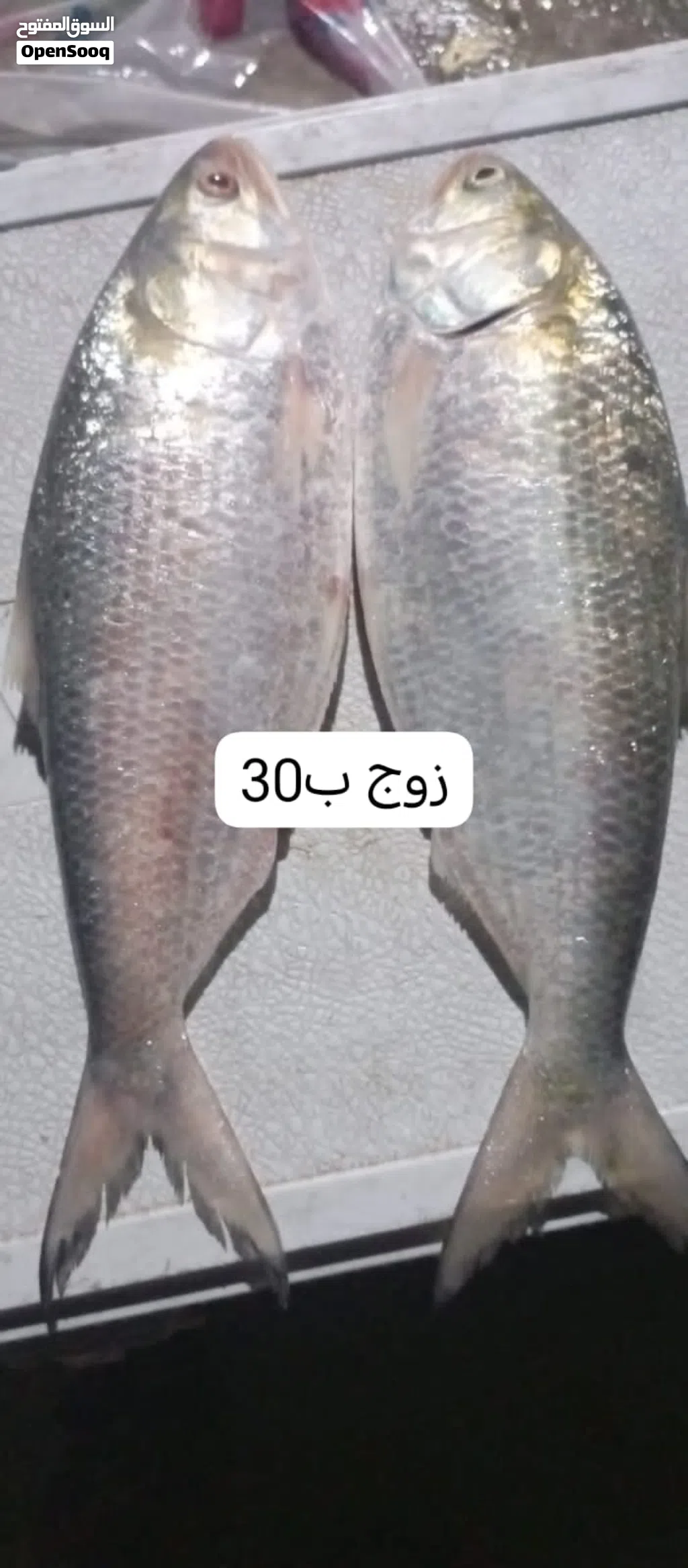 صبور تازة ابي الخصيب حمدان