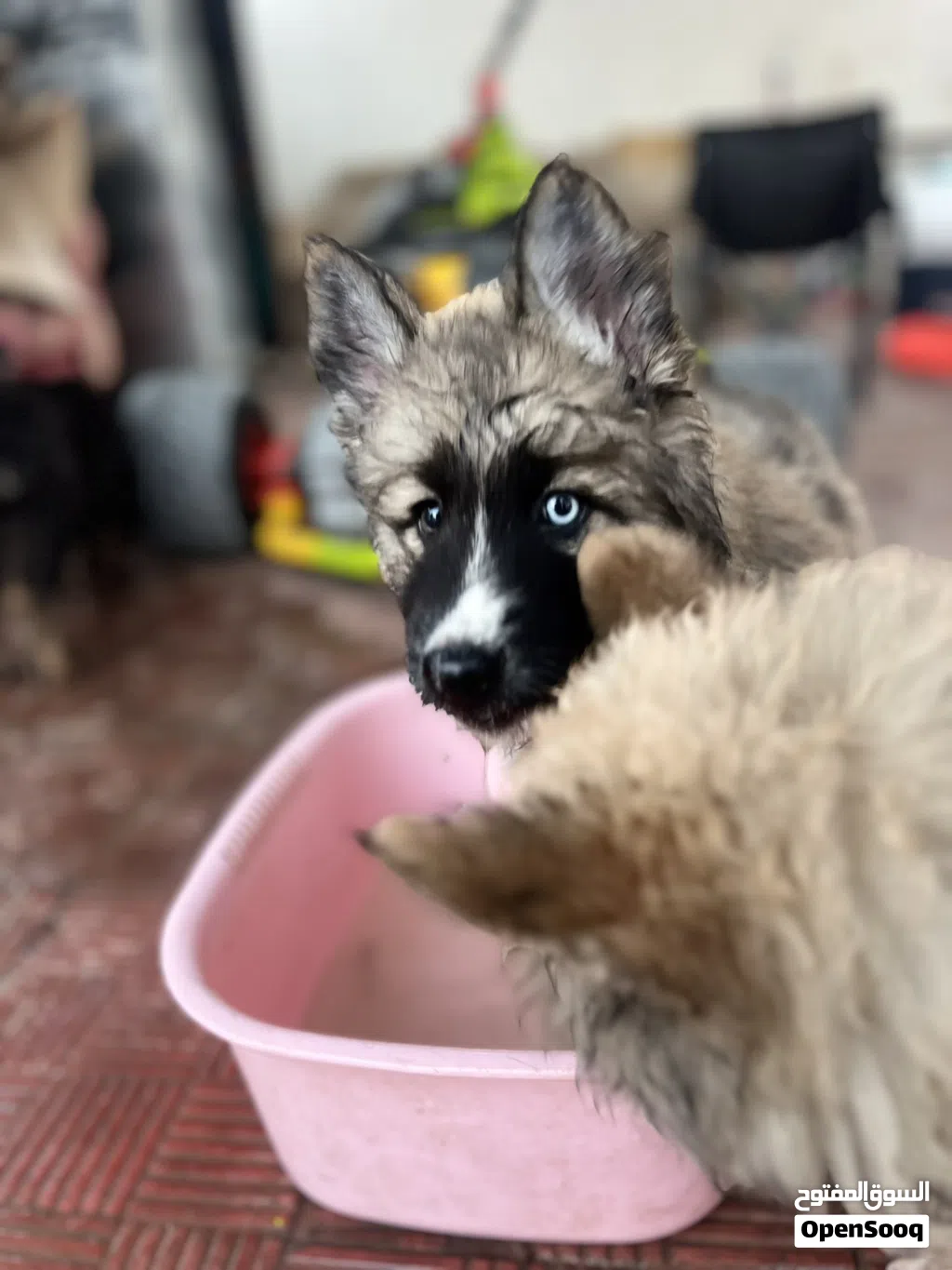 German shepherd mix husky