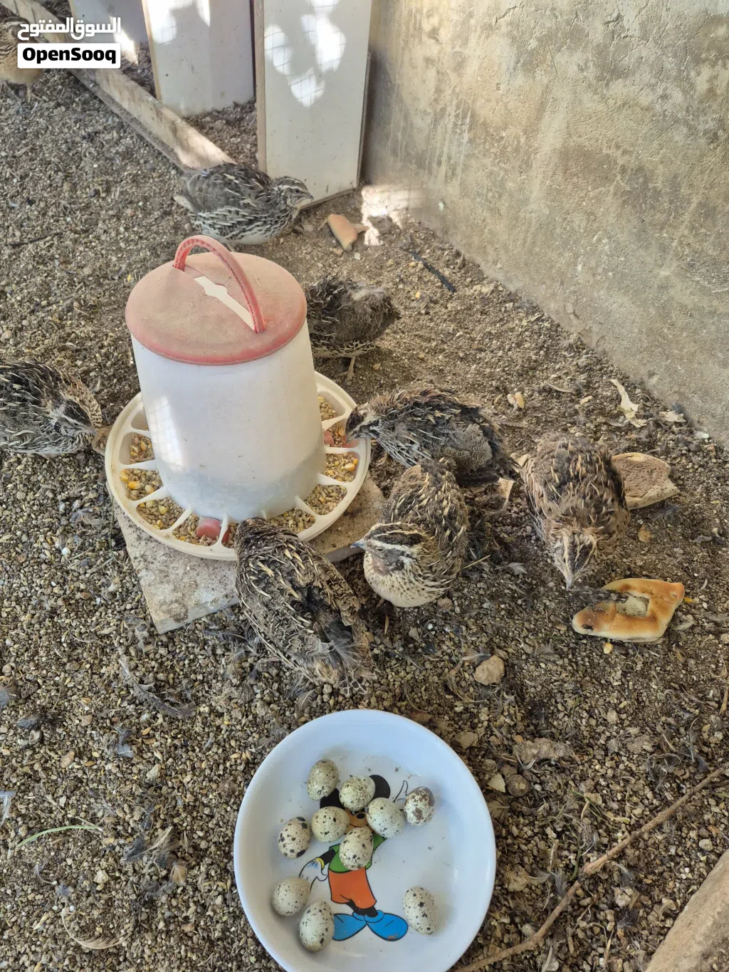 سمان فري بياض