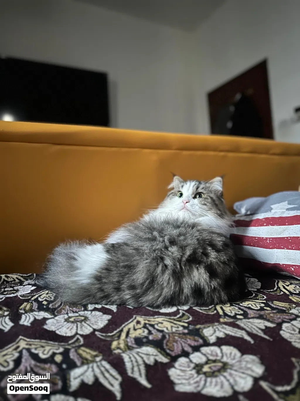 قطة انجورا تركية مميزة