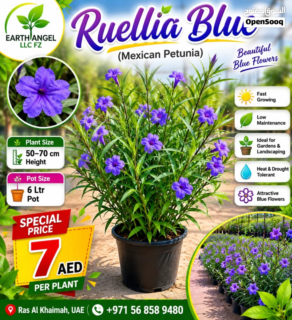 Ruellia Blue (Mexican Petunia) – Stunning Blue Blooms for Every Garden