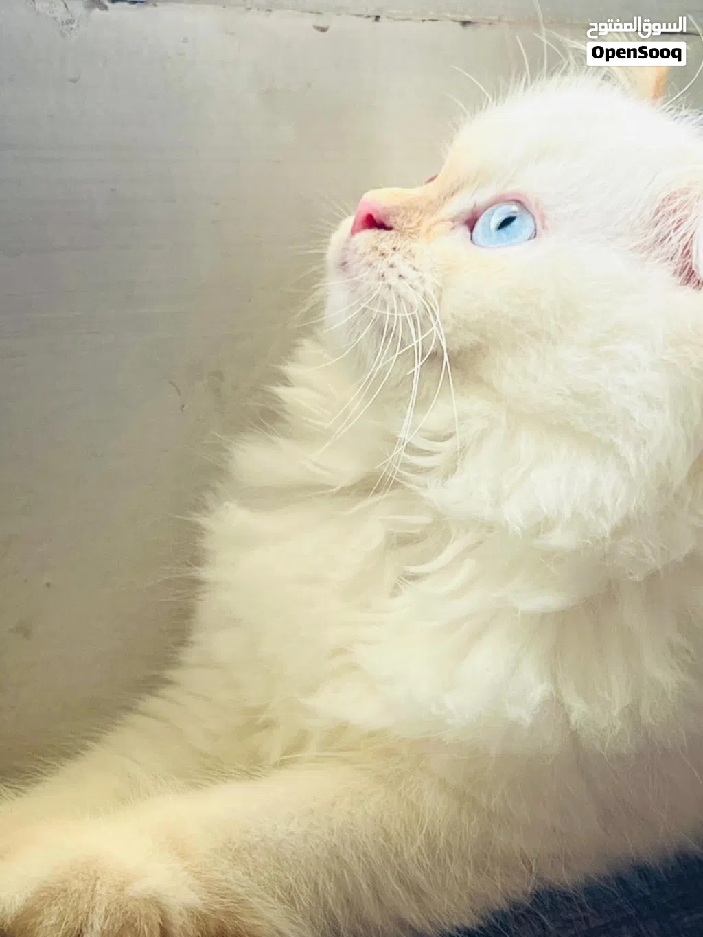 Female Himalayan Doll Face Cat for sale