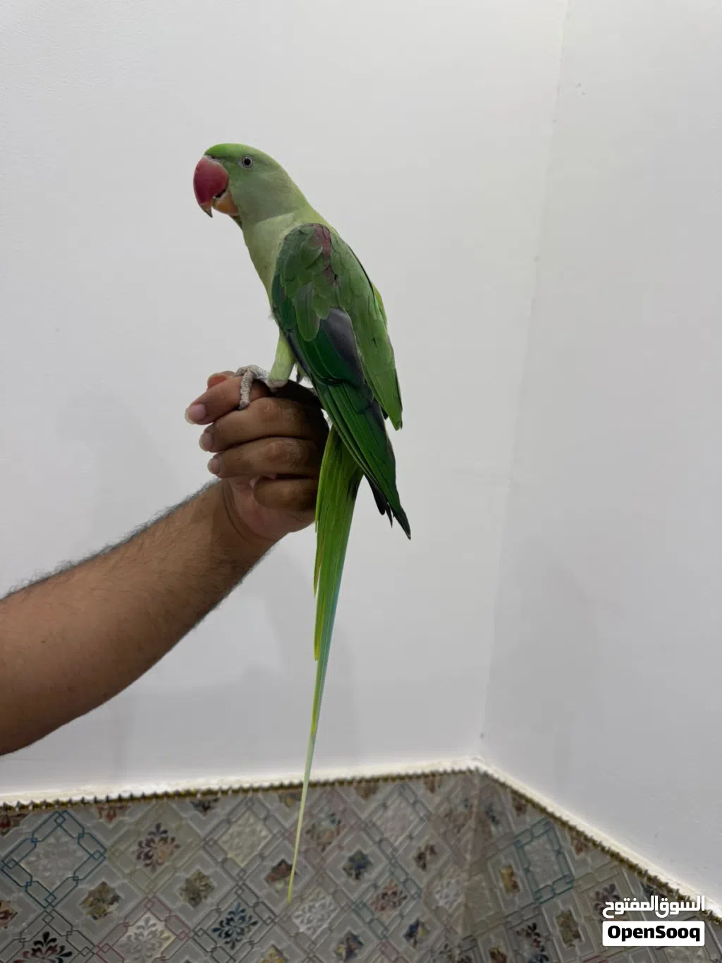 للبيع انثئ نيبالي اليفه جدآ جدآ م شاء الله تابع الوصف مهم