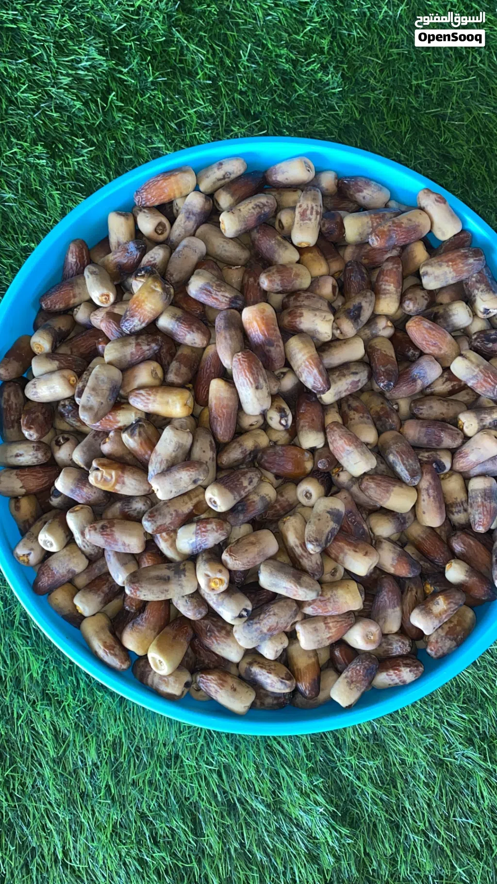 تمر نغال جريجرو