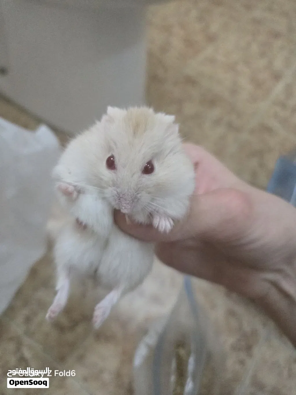همستر روسي مع اغراضه للبيع hamster for sell