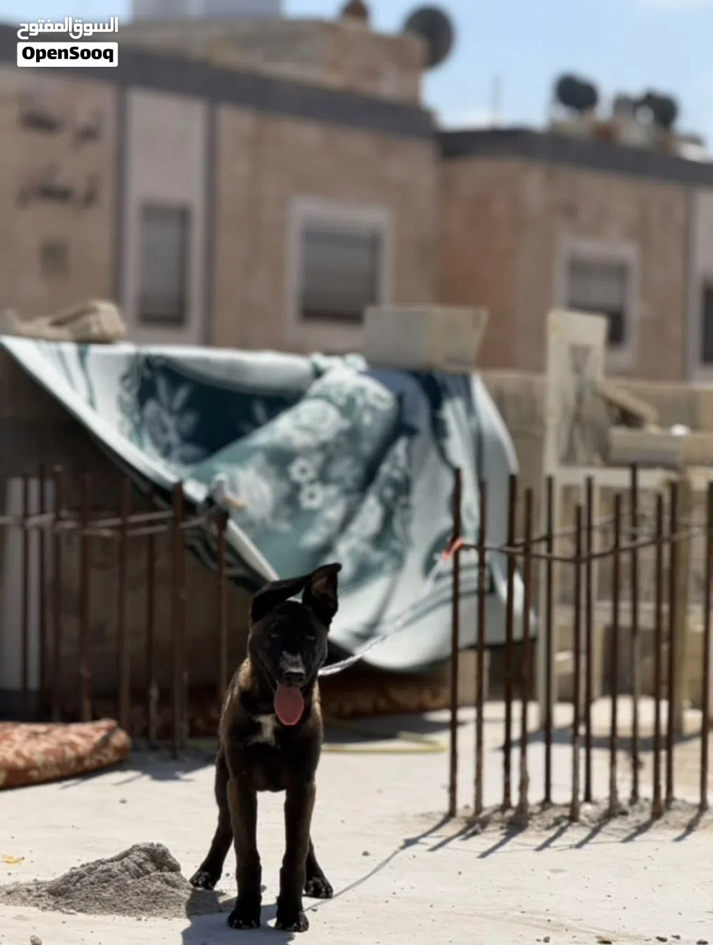 جرو بلجم مالينو دم حاميي بسم الله ما شاء الله