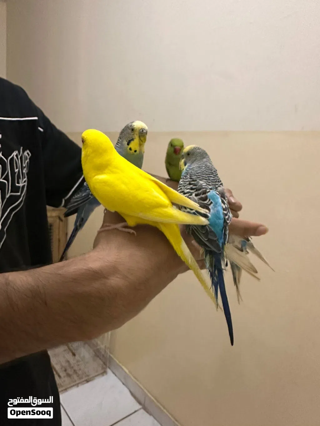 بغبغاء بادجي أليف