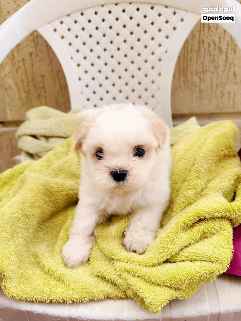 SHIHTZU PUPPY