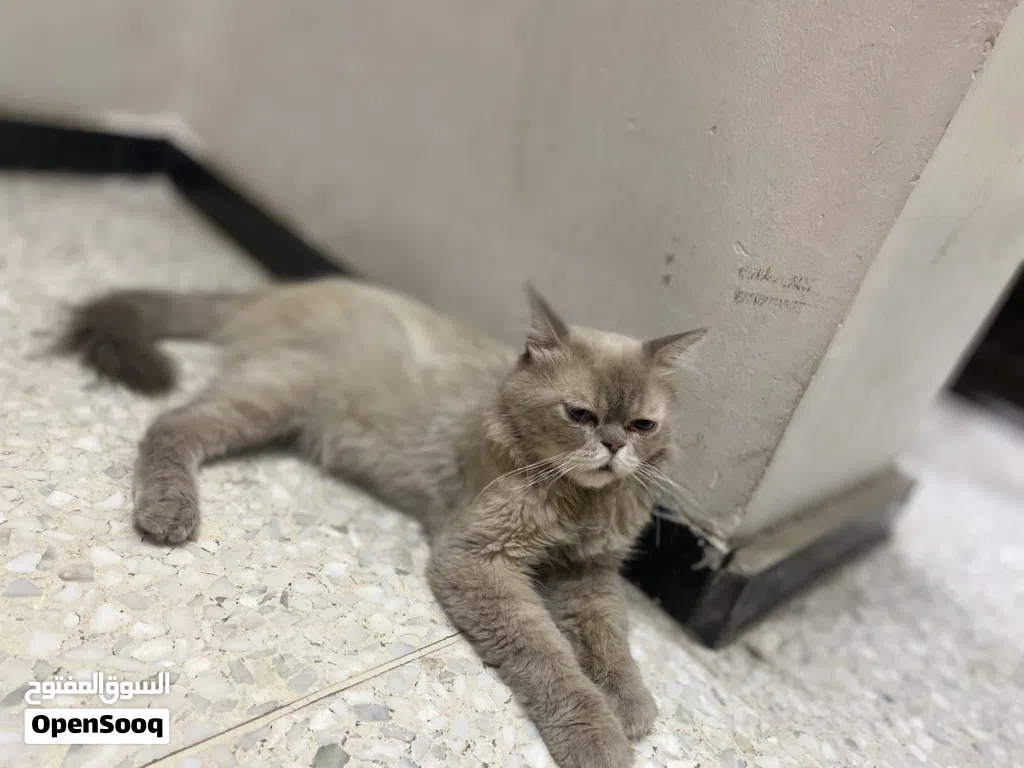 قط للبيع نوع من فصائل الشيرازي