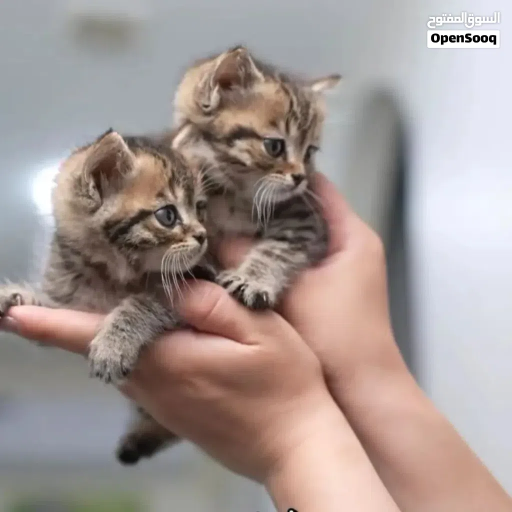 قطك الأليف من The Pet Zone القطط ليست فقط حيوانات أليفة... بل مصدر للراحة والطاقة الإيجابية
