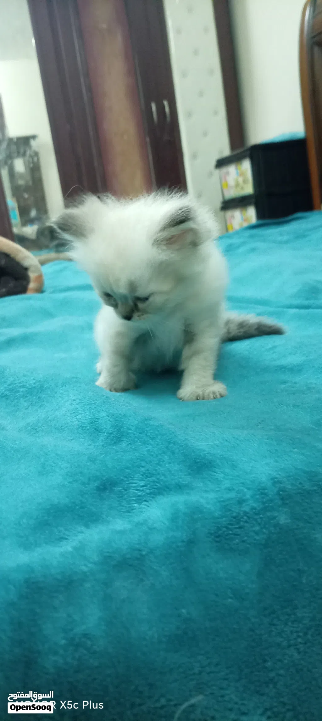 Kitten, cute, smart, 50 fix