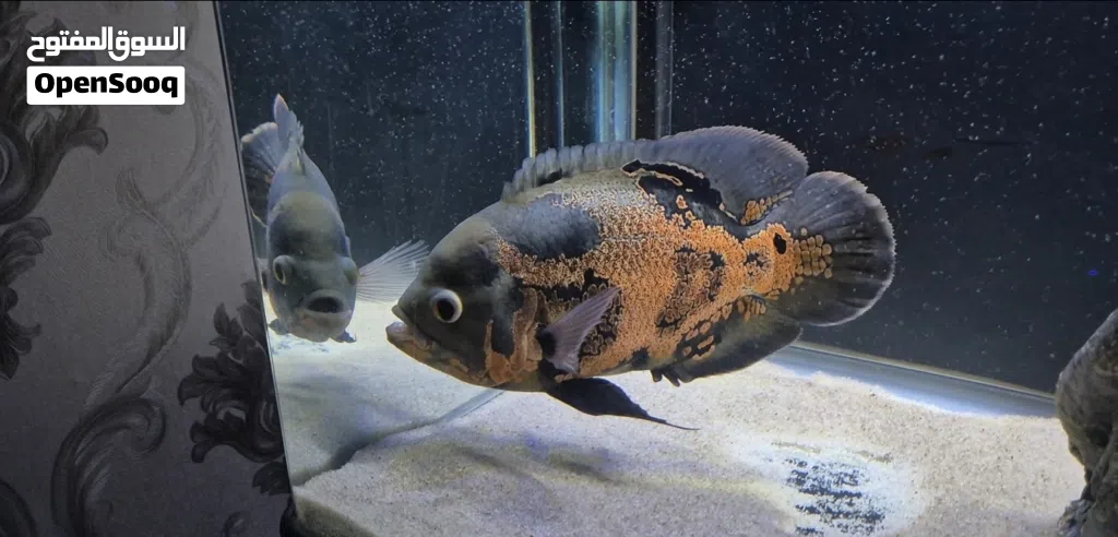 Oscar fish for sale