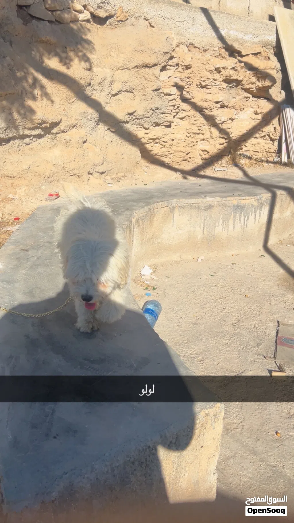 كلب زينة (مالتيز / بيشون) كيوووت ولعوب جداً للبيع