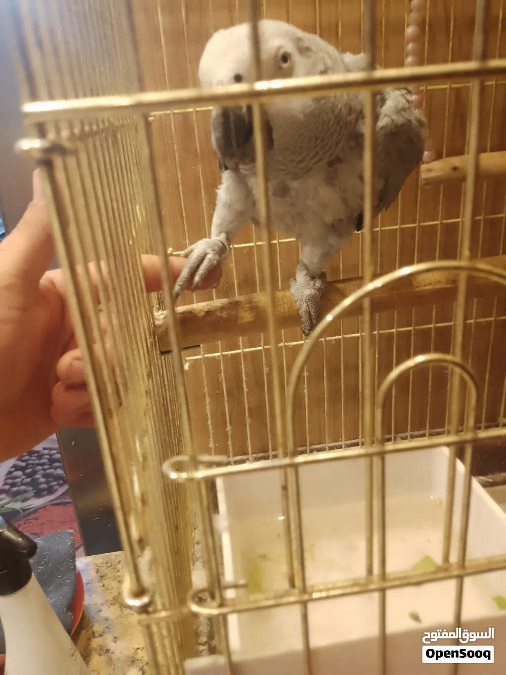كاسكو متكلم غير اليف