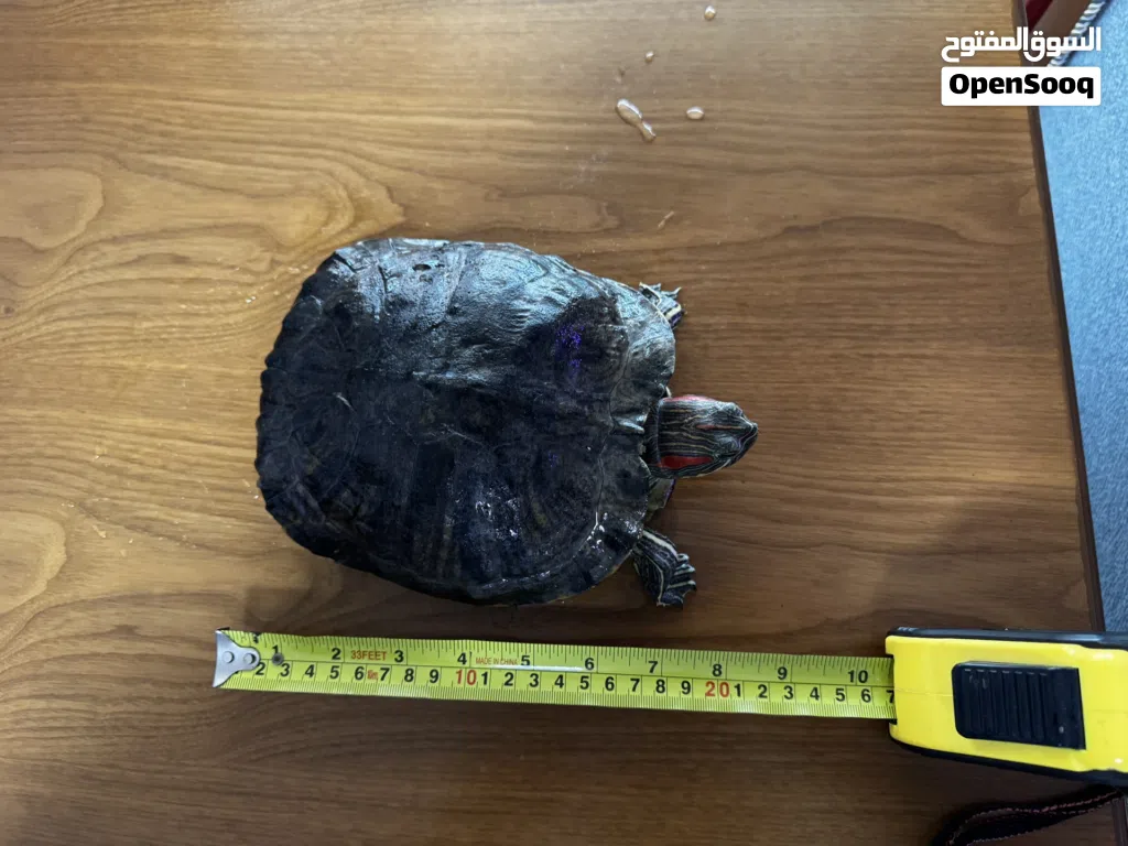 للبيع- السلحفاة حمراء الأذنين (The red-eared slider turtle)