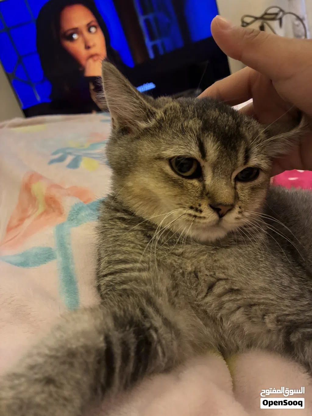 Cats ( Leo and MiMi)