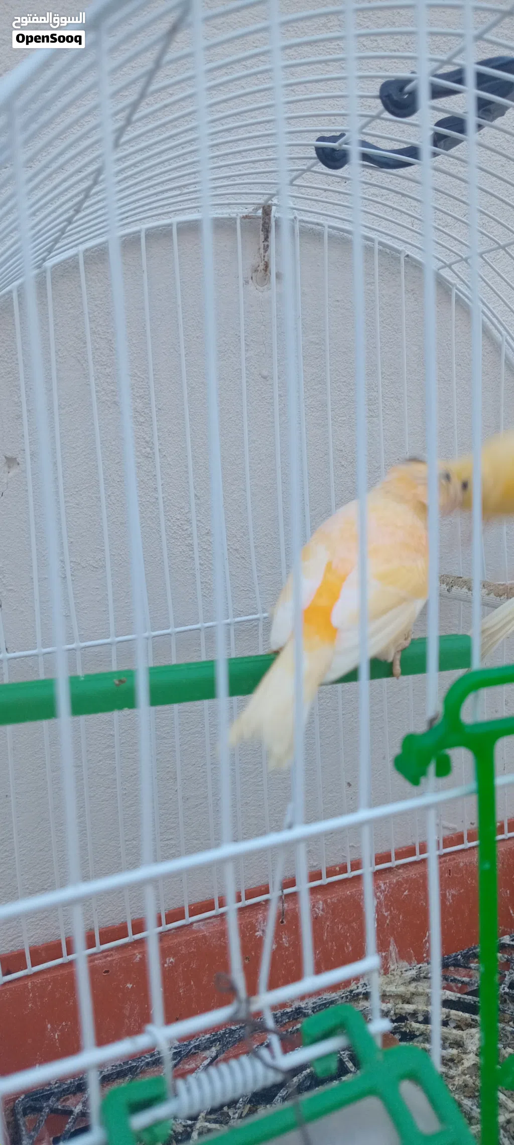 اناته كنارى
