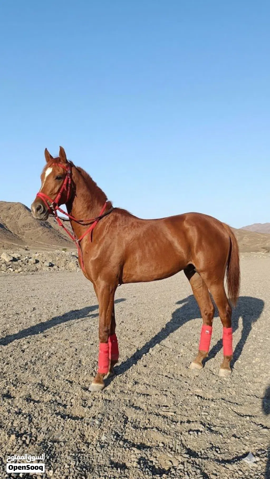 مهر عربي العمر 4 سنوات