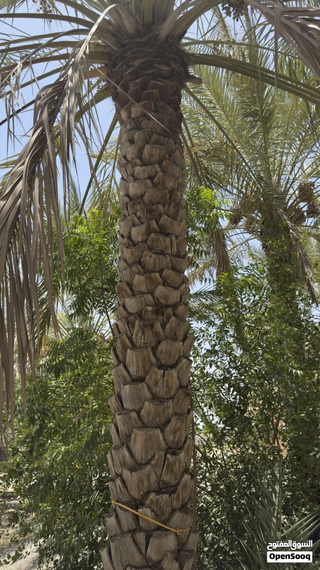 نخيل متنوعة للبيع