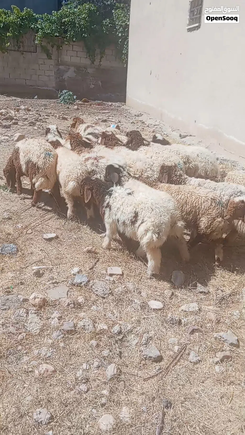 عبر لحم للبيع
