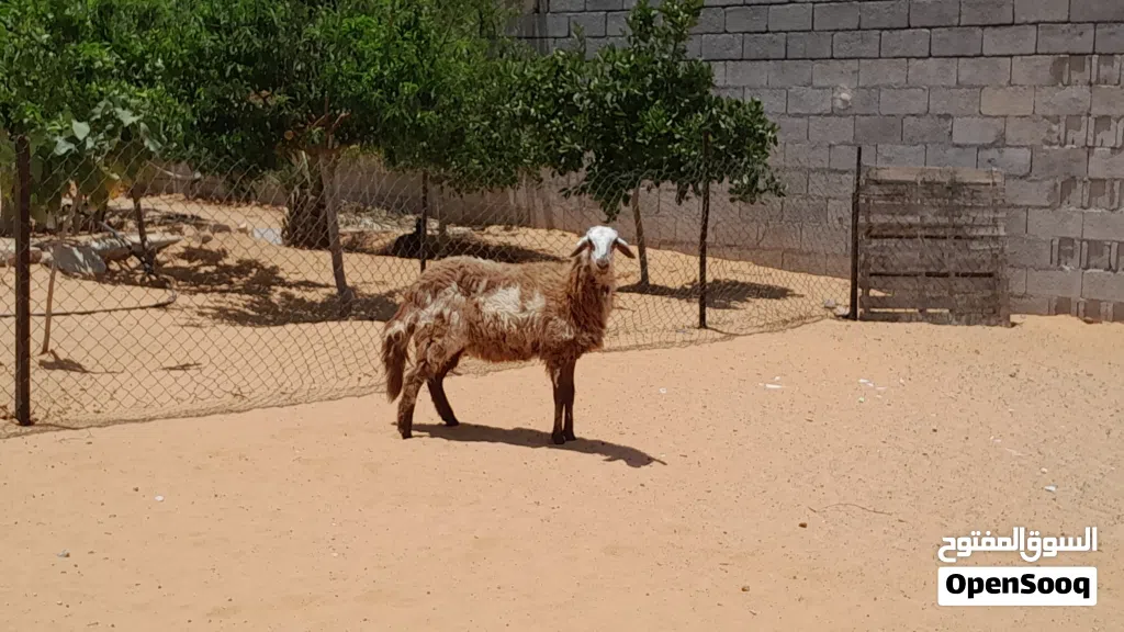فطيمه هجين وطني ربي يبارك مش مبدله عشره بادن الله سلاله ربي يبارك جنس تومي