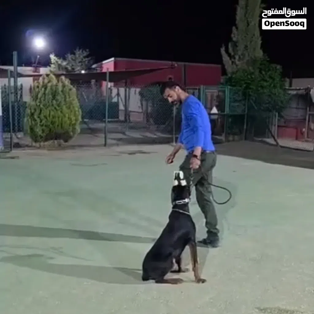 اغتنم فرصه اقتناء اجمل كلاب الدوبرمان ..ذكر ...مع جميع المطاعيم