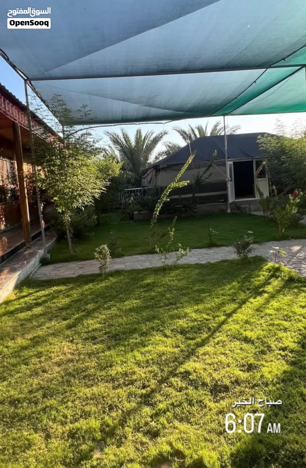 مطلوب افراخ دجاج