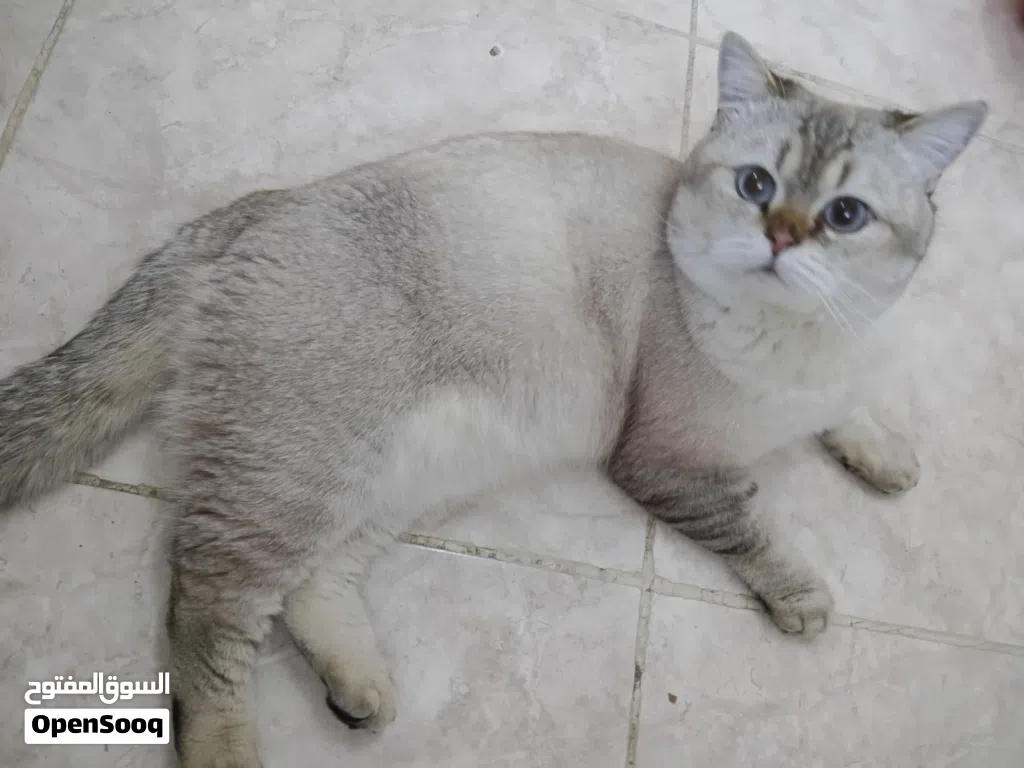 قط نوع برتش مميز لعوب و اليف للبيع
