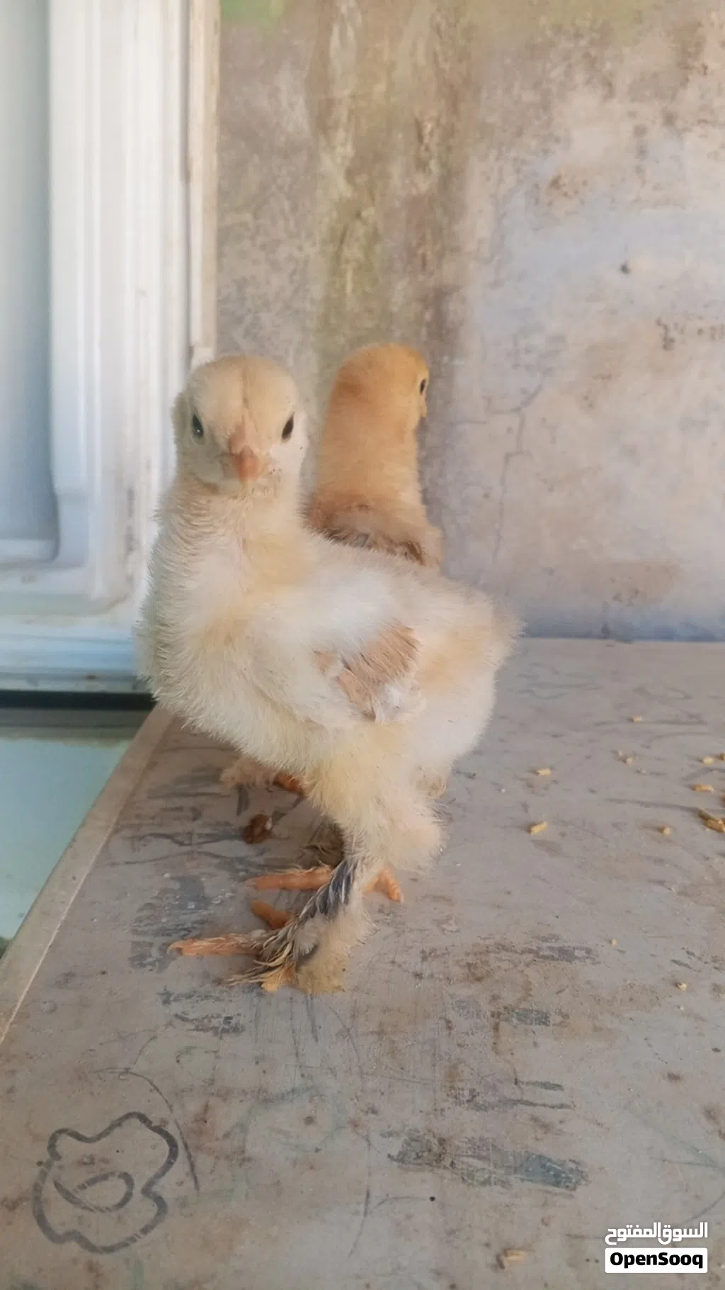 دجاج براهما