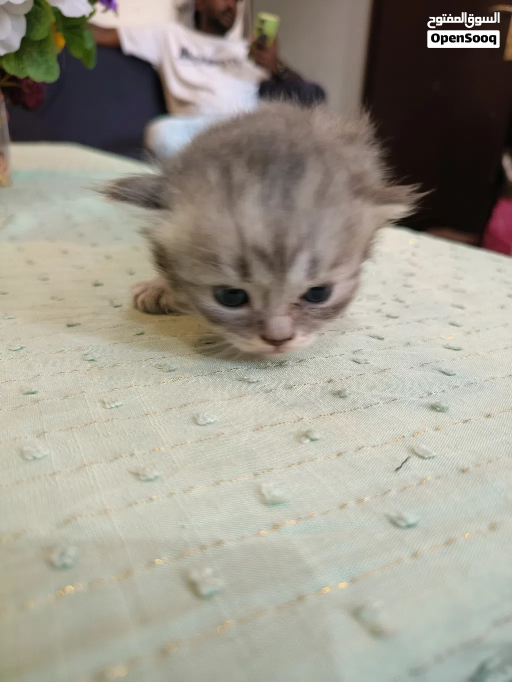 Persian cat