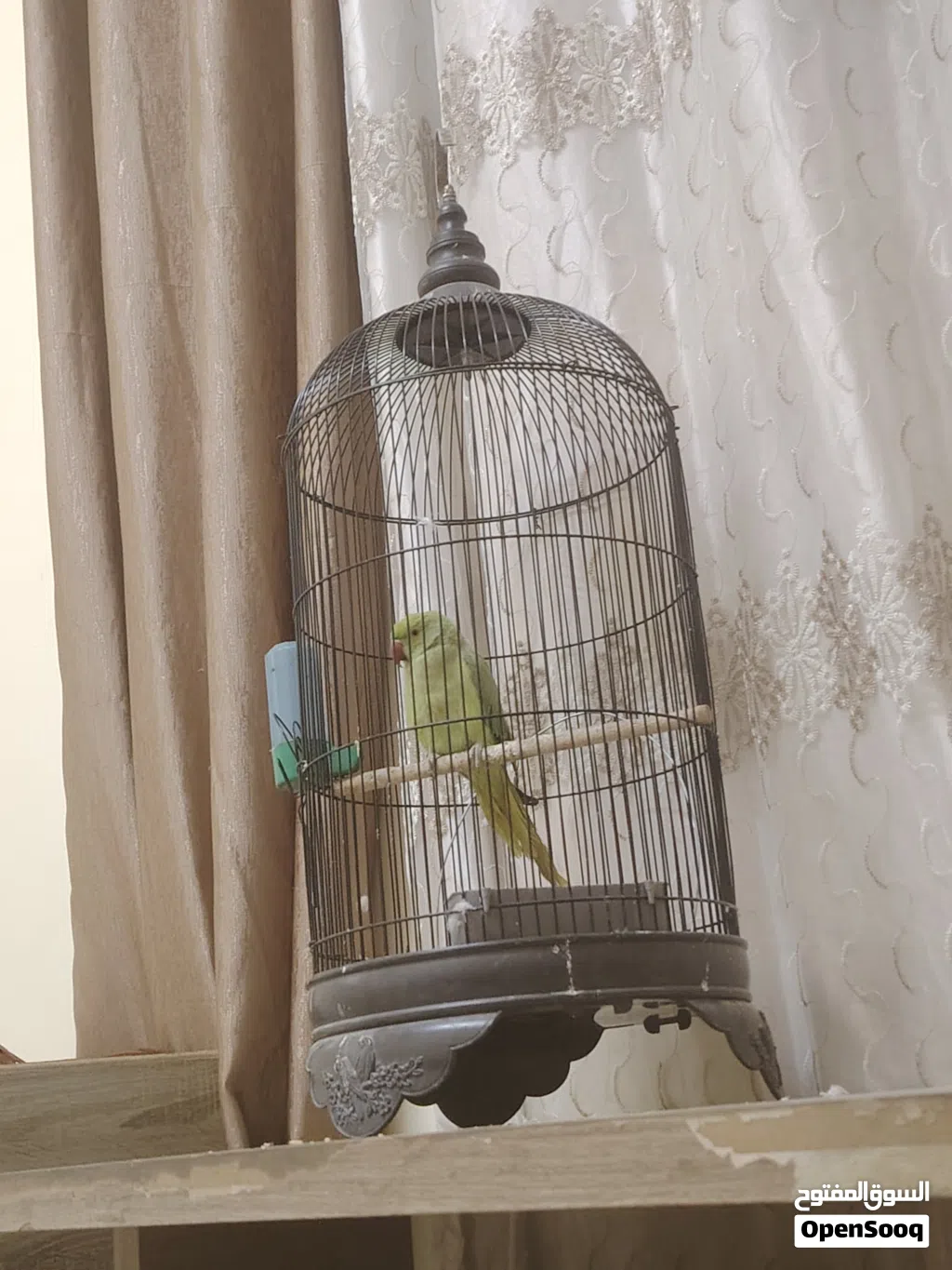 ببغاء دره فحل مرتب بالصلاة على النبي