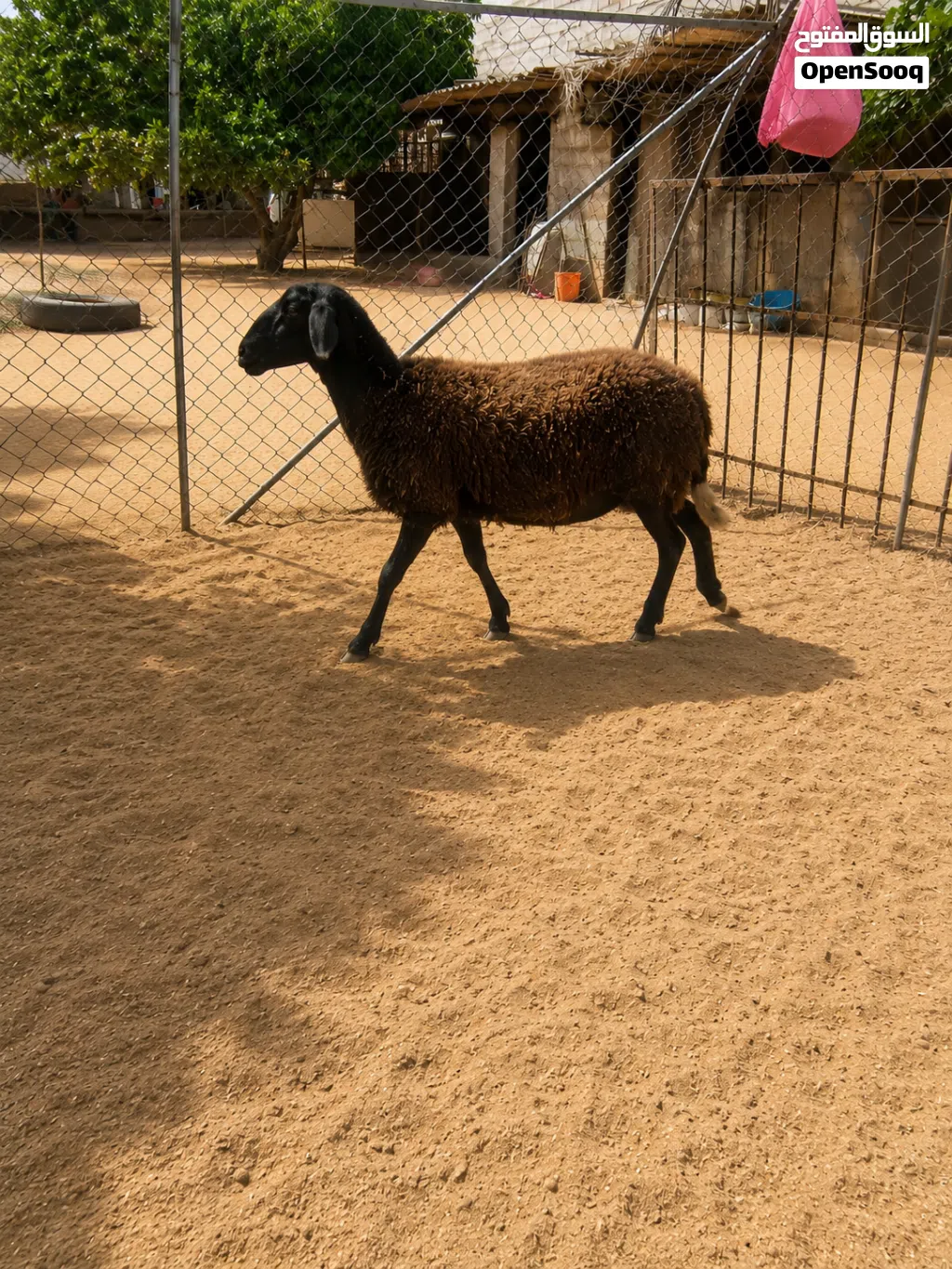نعجه تومي ربي يبارك هجين