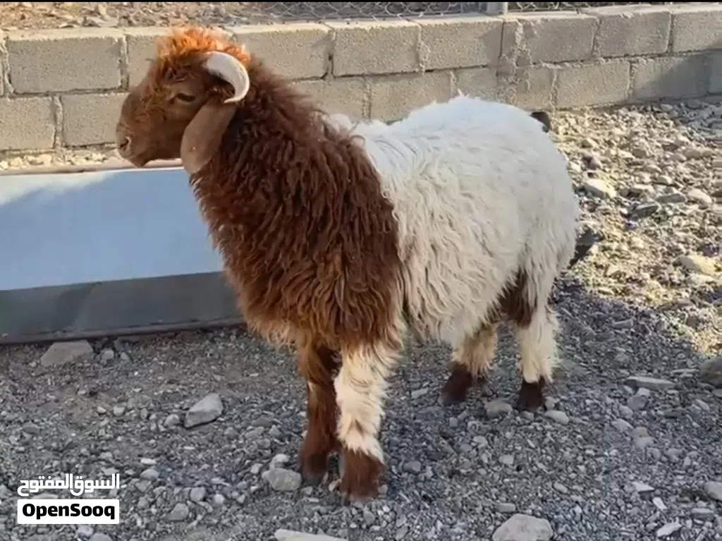 كبش نعيمي للبيع