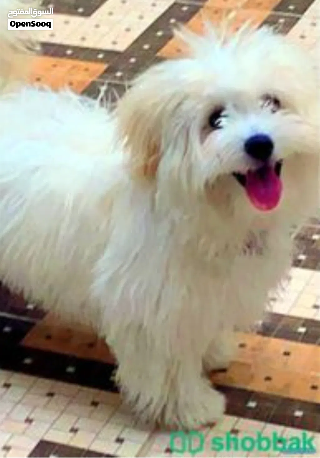 i need Male Maltese dog wanted for mating